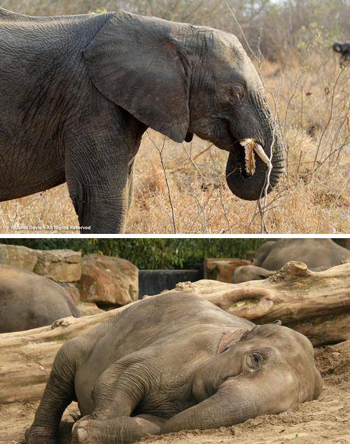 大象是站着睡觉,还是躺着睡觉?云南北迁大象群睡姿很特别