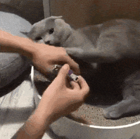 用菜刀威胁英短剪指甲,喵星人吓得不敢动:铲屎的造反啦