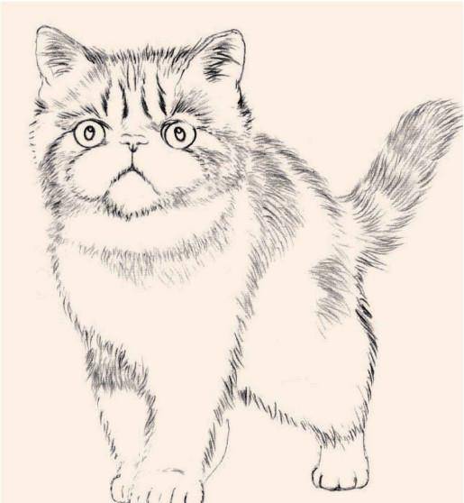 此处绘制的是一只行走的波斯猫,波斯猫的眼睛和鼻子在一条水平线上.