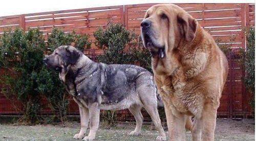 原创它被称为"犬中雄狮",是世界上体型最大的犬种,能力不输藏獒