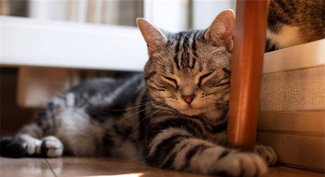 猫咪叫声有很多种它一叫你就知道其中含义吗