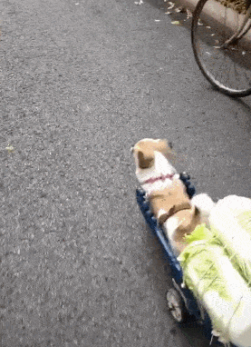 原创欢快能干的田园犬替主人拉了一车大白菜混口饭吃容易嘛我