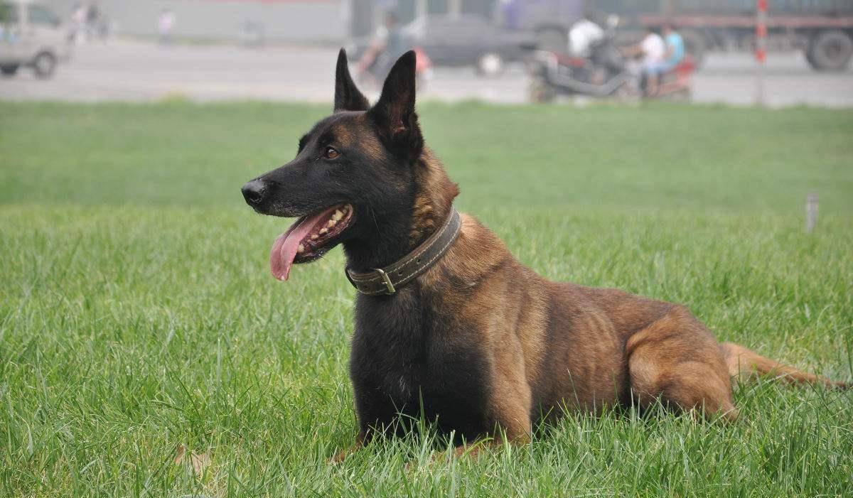 德牧和马犬,究竟谁是警犬中的"老大",你觉得谁更厉害?