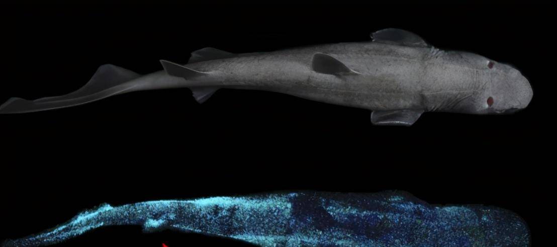 捕抓数百条鲨鱼后,科学家首次发现发光鲨鱼,极为罕见