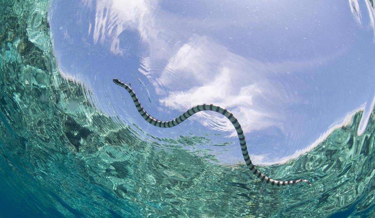 海蛇中毒性第一的蛇类——钩鼻海蛇,毒性并肩银环蛇,却是条丑蛇