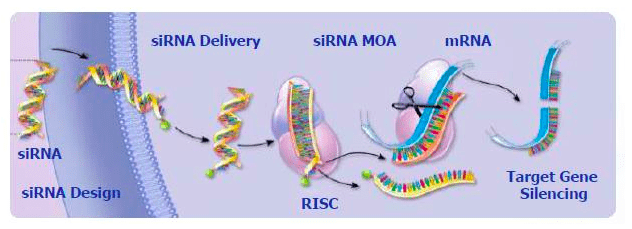 rna干扰的效应分子为小片段的rna分子(单链或双链rna),这些小片段的