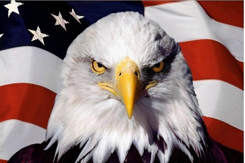 原创美国国鸟白头海雕动物界有名的强盗唯一被悬赏捕杀的国鸟