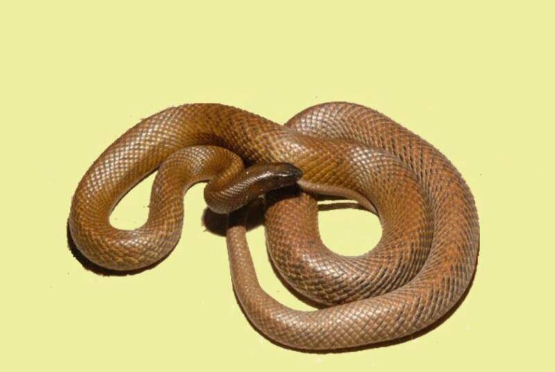 原创陆地第一毒蛇——细鳞太攀蛇