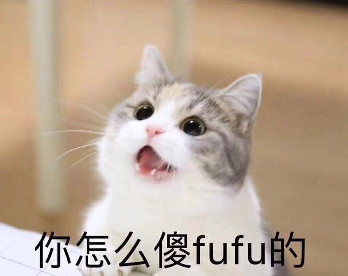 猫咪能听懂主人的话吗?看完这些你就知道了