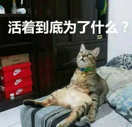 科普:绿毛龟在古时候被称作神龟,也可以被叫做"绿翡翠",它和蛇形龟