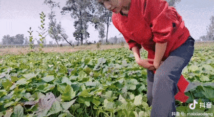 原创抖音逆袭大女主!她开着拖拉机拍视频,圈粉700w逆袭人生!