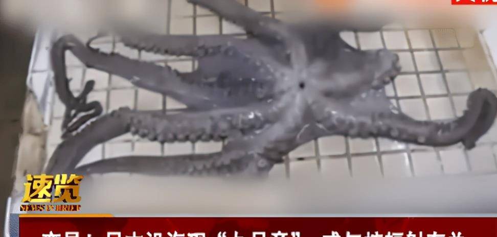 原创日本已经开始变异,沿海发现"九足章鱼",专家:或与核辐射有关
