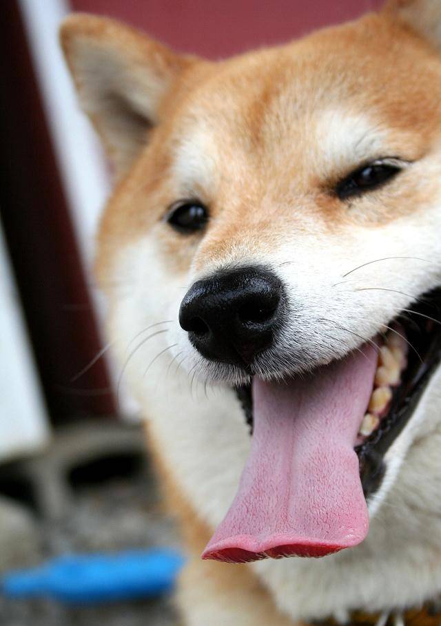 连用的表情包都分不清?教你分辨柴犬和秋田,看完再也不懵了!