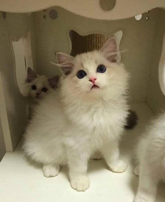 网友感觉买到假的布偶猫 随口一问 第一次大家都买的"