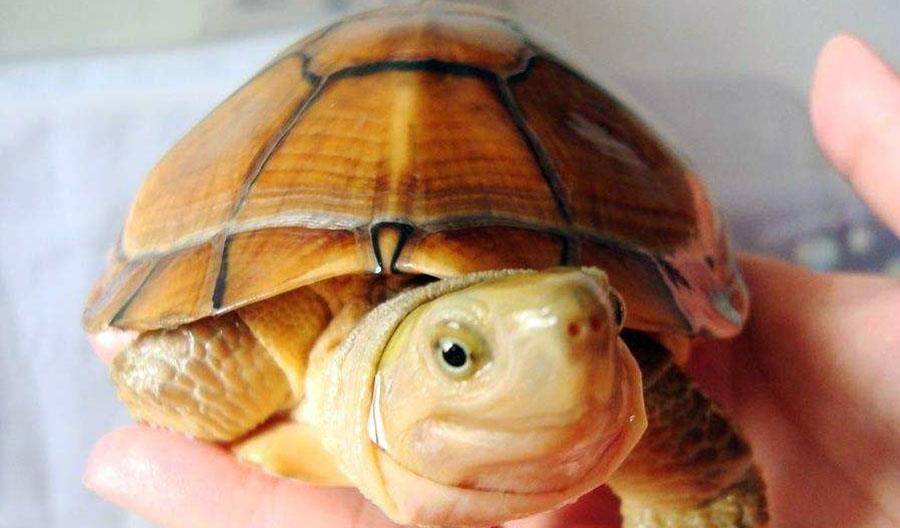 市面上最常见的5种乌龟品种,你见过几种呢?