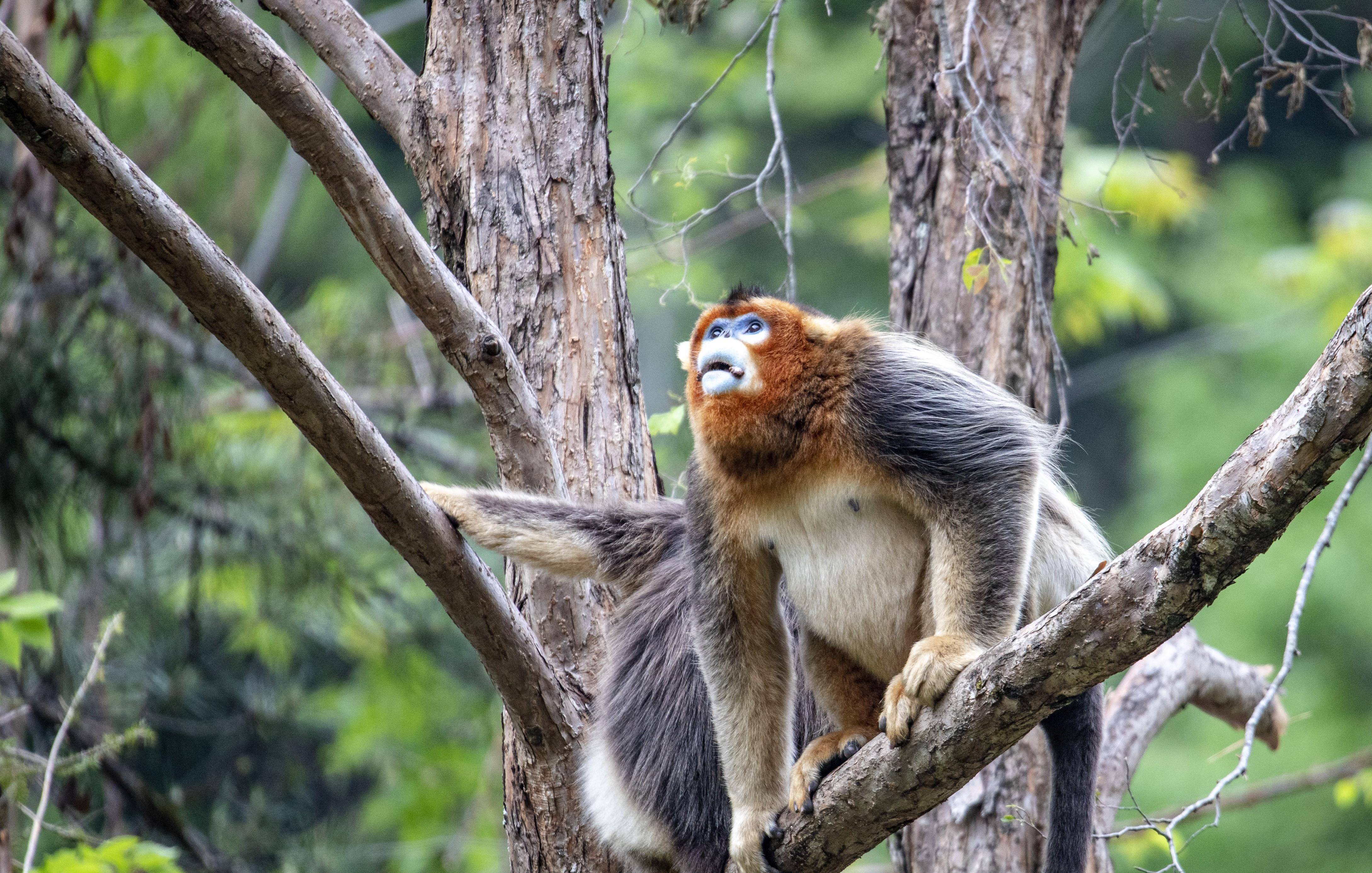 原创四川九寨沟:白河国家级自然保护区内的川金丝猴