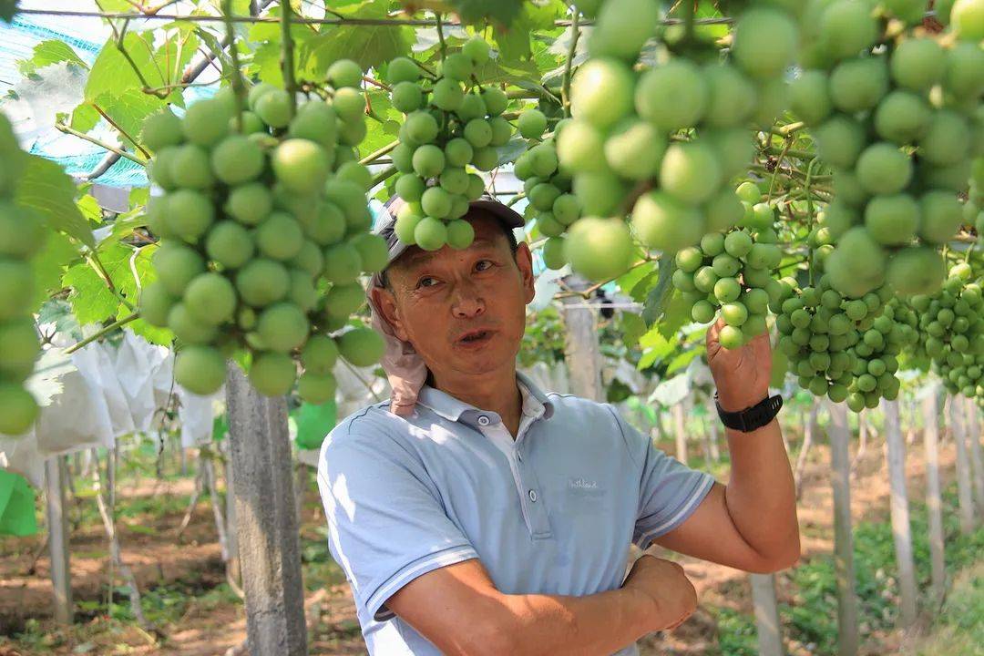 从消费端出发重振葡萄产业徐卫东一生只为一颗好葡萄