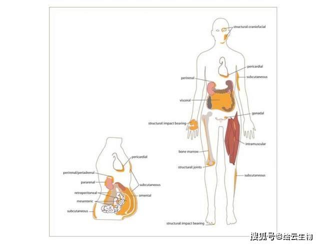 白色脂肪主要分布在皮下和内脏周围,又可分为皮下白色脂肪,内脏白色