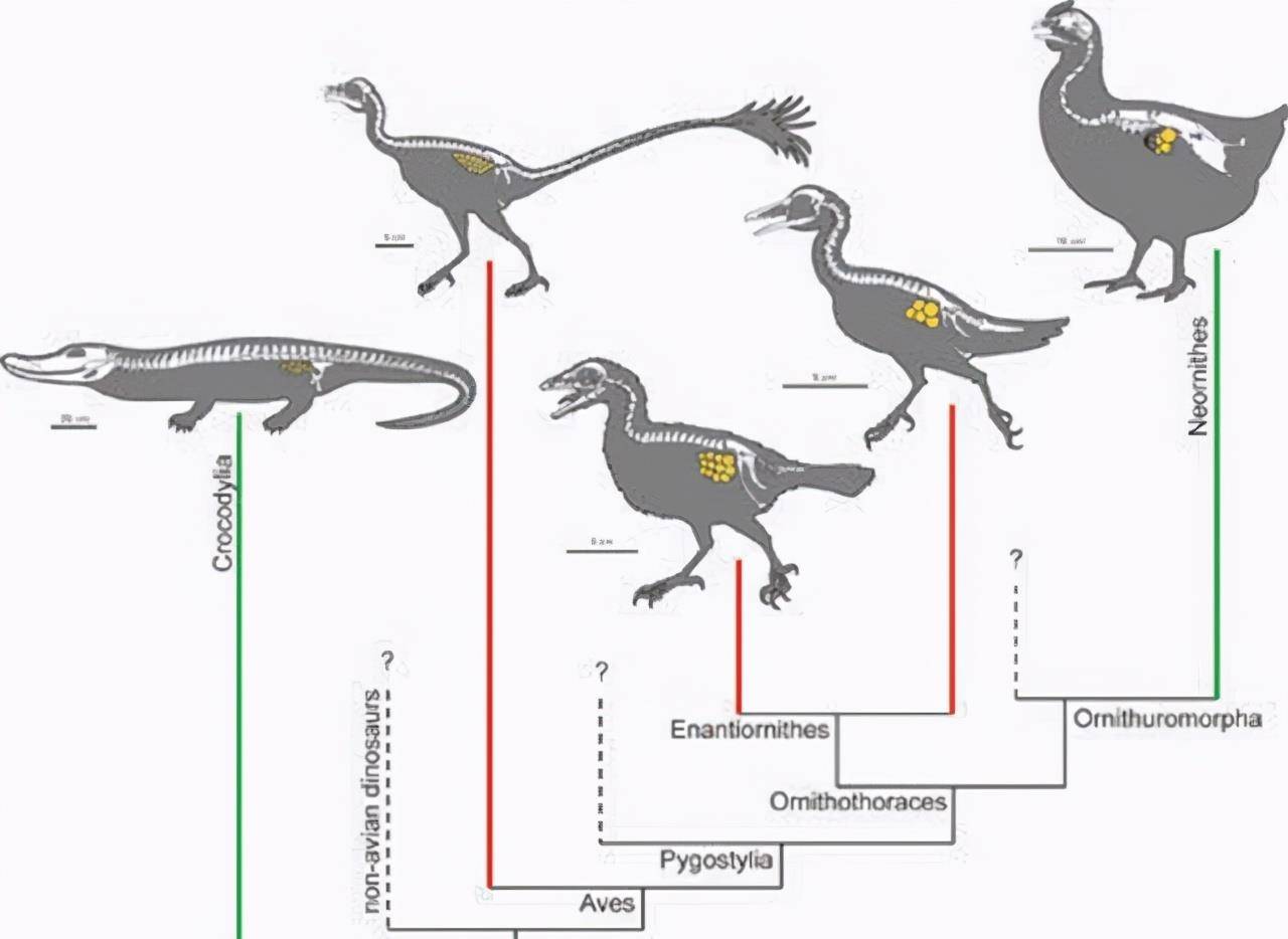 原创鸡是霸王龙进化来的?别扯了好吗,它们之间相差6000万年