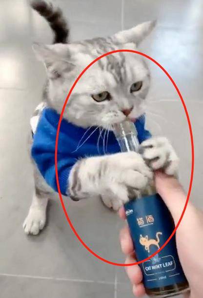 主人买了一瓶"猫酒",猫咪看到后疯狂了:这是什么?也太