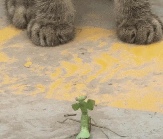 螳螂跟猫咪打架,使出螳螂拳,猫咪差点就被打倒在地!