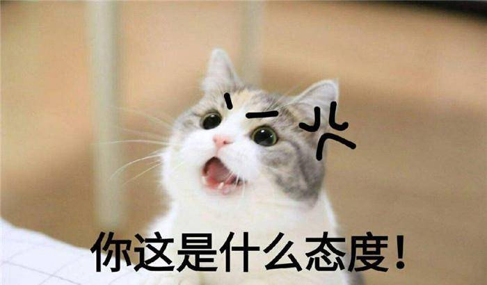原创网友家猫咪对主人龇牙显凶下一秒动作后网友真是戏精
