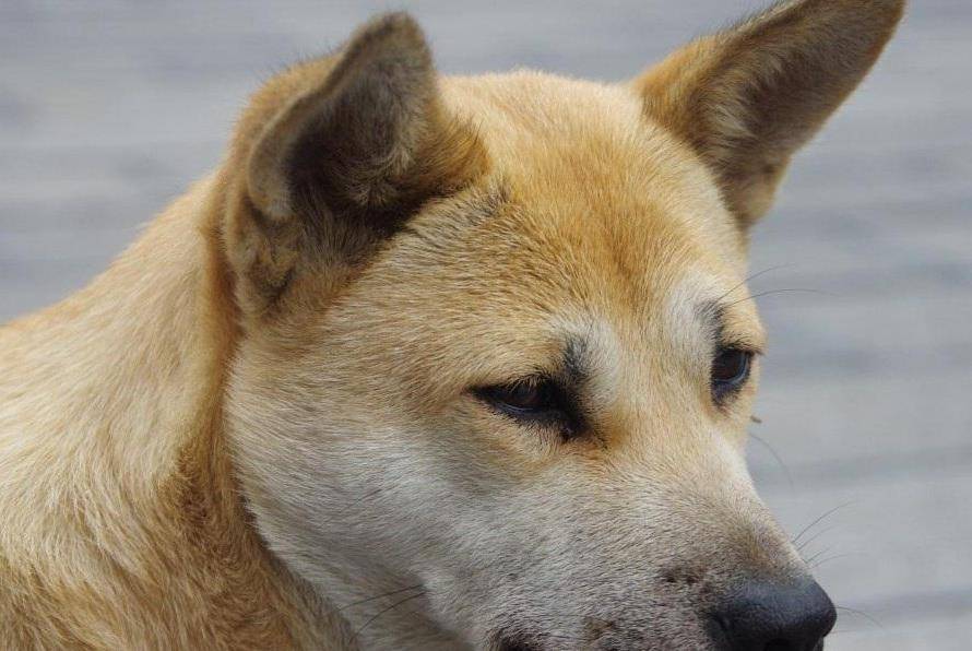 原创中华田园犬既好看又通人性,为何在世界上却没有名气?原因有三点