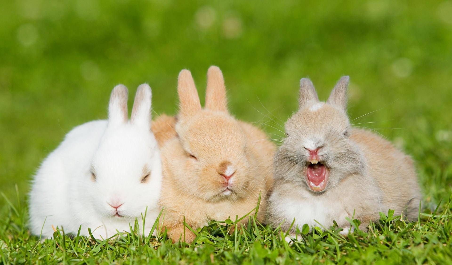 兔子摄影 草地上的兔兔有多可爱,萌化了