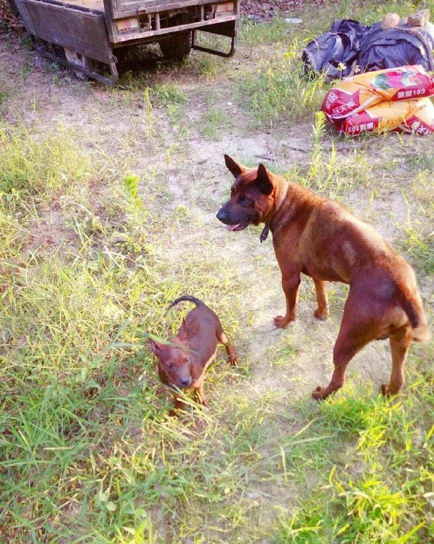 世界稀有犬种,中华"川东猎犬"十大名犬之一!