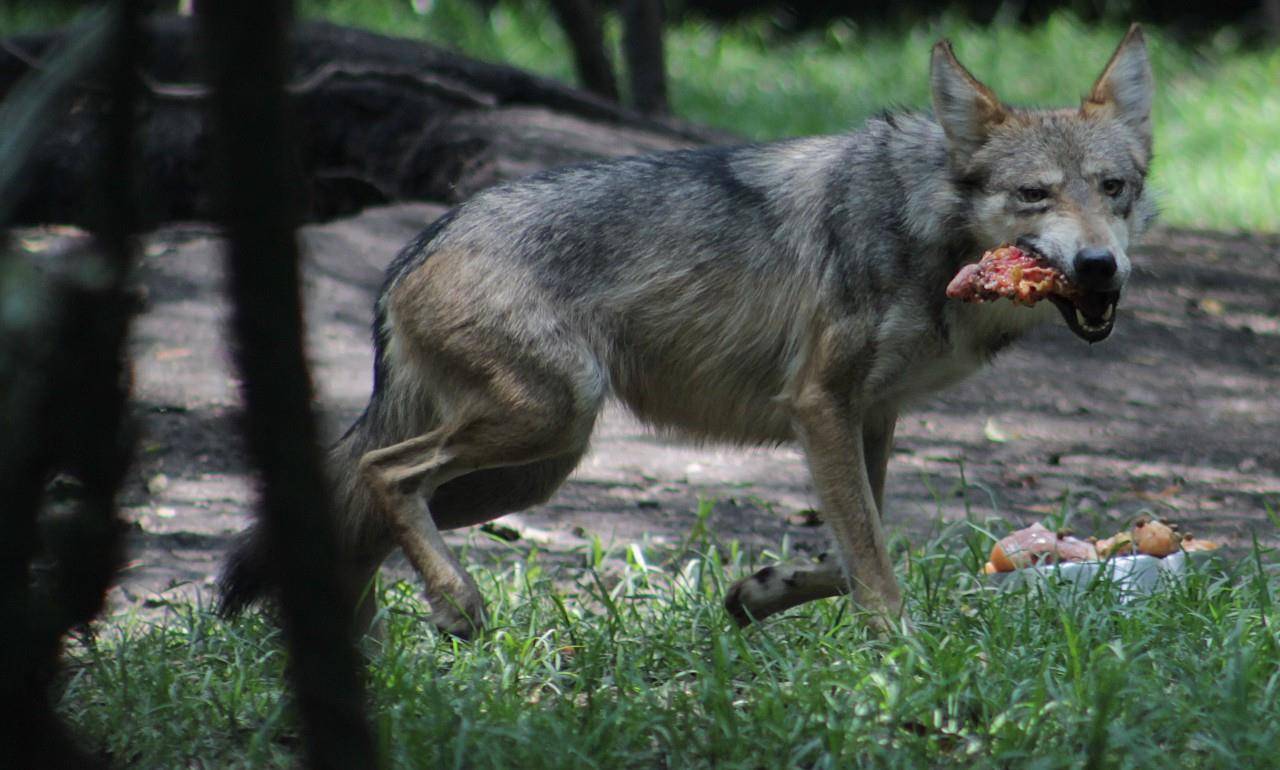 动物世界:濒临灭绝的狼亚种 犬红斑狼