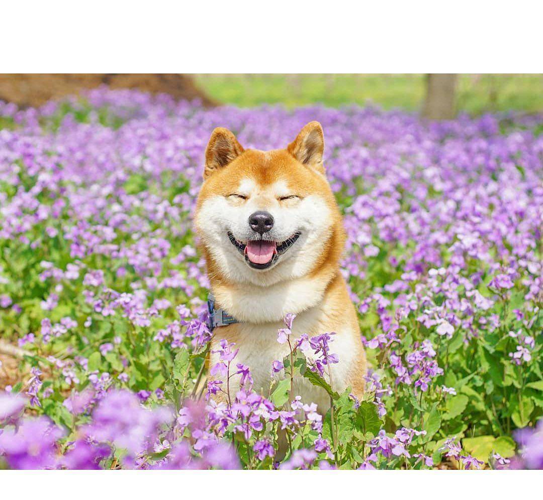 原创花海里的柴犬兄弟傻傻两只狗笑得多甜