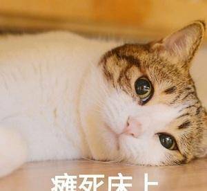 「表情包」插播条猫咪表情包