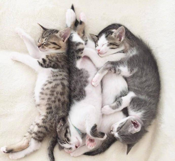4胞胎小奶猫,简直萌死人