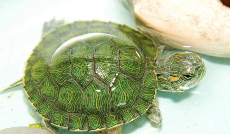 原创夏九爬宠社:活泼可爱的小巴西龟,应该如何饲养