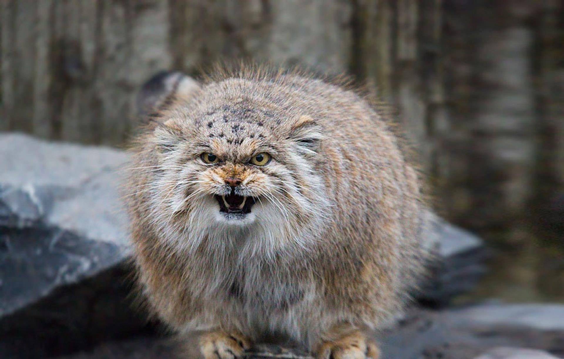 帕拉斯猫