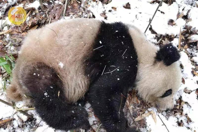 原创营救受伤野生秦岭大熊猫