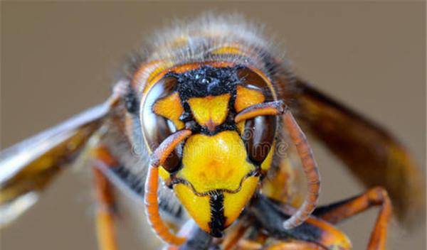 原创十大最厉害的蜂排行榜:日本大黄蜂上榜,虎头蜂第2
