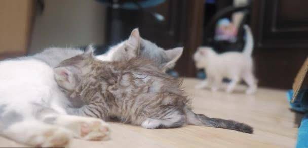 主人拍下猫妈妈照顾猫宝宝的照片,网友被萌化纷纷表示