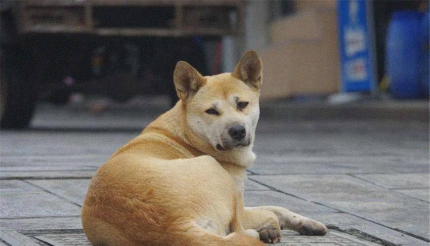 1,中华田园犬,黄狗,大黄狗,土狗,柴狗,寿命在17—20年之间.