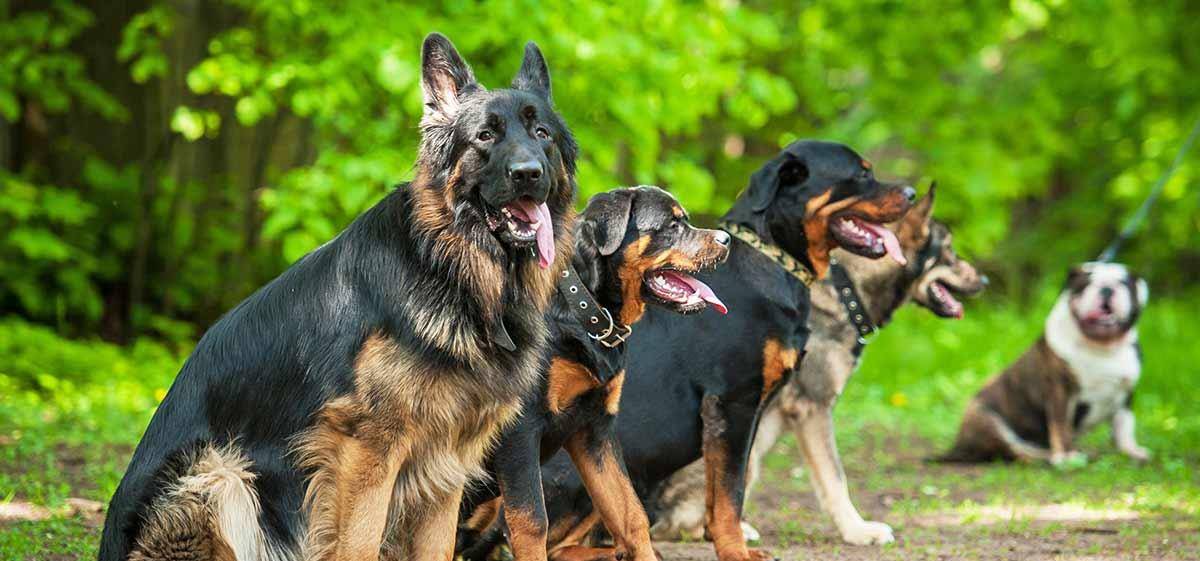 原创它是军犬的鼻祖,欧洲名门的首选,第一个引入中国境内的洋犬