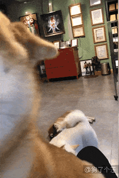 打破屏幕的云养狗,这画面让人心动 柴犬是最萌的狗狗之一 甜美的微笑