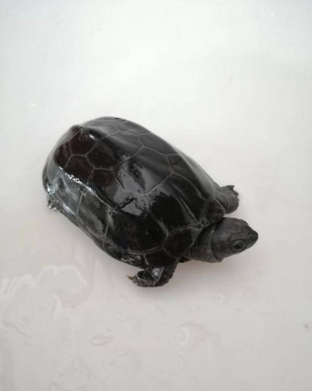 原创黝黑的墨龟,你是否真的了解?