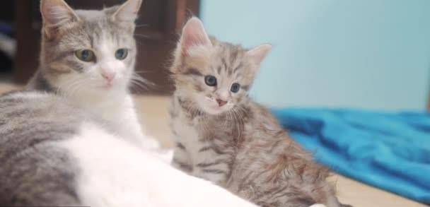 主人拍下猫妈妈照顾猫宝宝的照片,网友被萌化纷纷表示