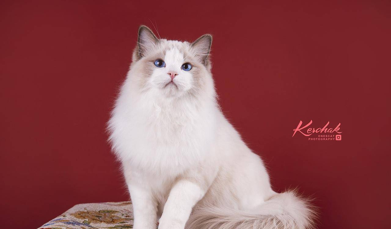 原创世界上最萌的七种宠物猫,你最喜欢哪一种?