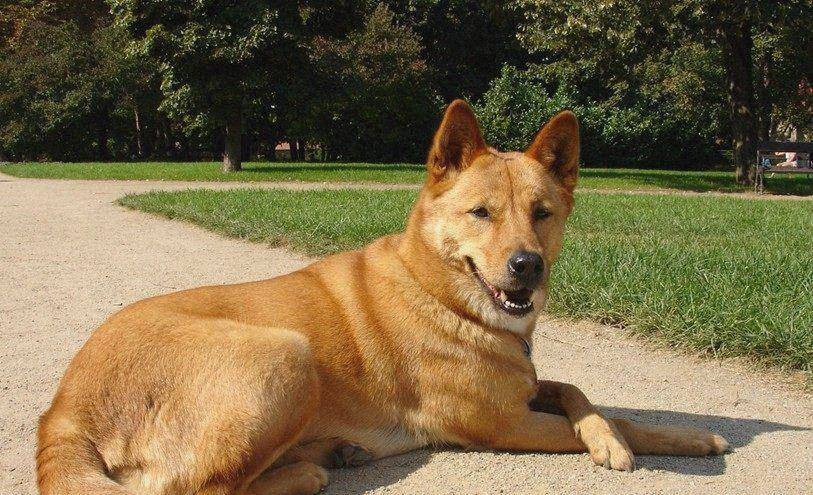 巴西非勒犬.是世界上珍贵的追踪护卫犬,由于骨子里有着古代斗犬的