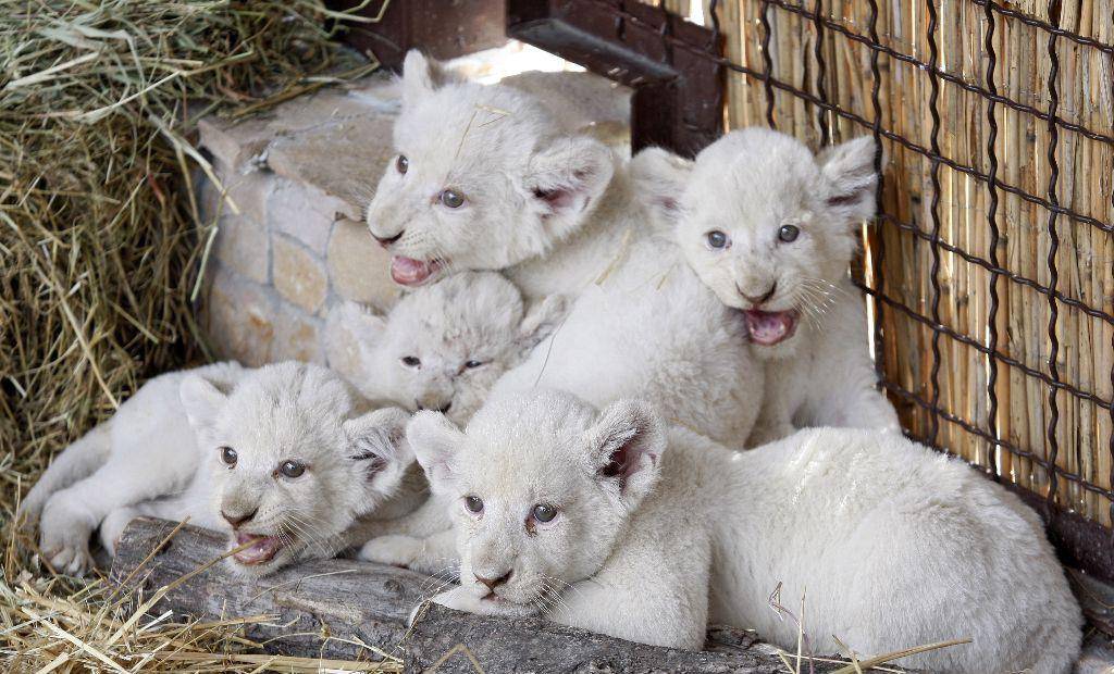 原创私人动物园5只7周大的白狮宝宝亮相