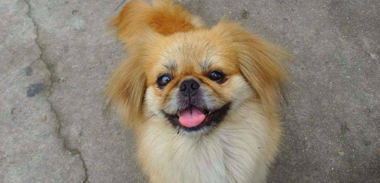 原创京巴犬在古代是宫廷狗,如今喜欢的人却越来越少,这些原因很扎心