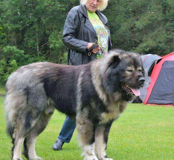 原创体型最大的狗狗之一,高加索犬,也是战斗民族喜欢养的彪悍土狗