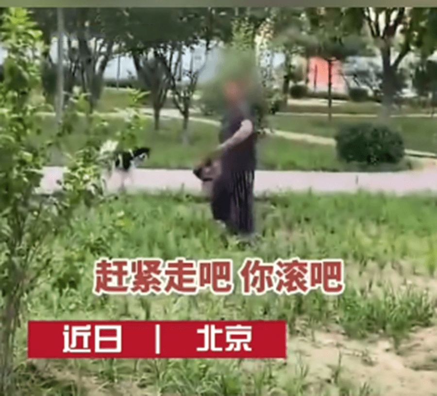 大妈公园遛狗不栓绳,怒斥劝阻女子:我都这么大岁数,你