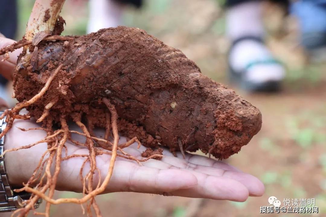 云南中药材滇重楼昆明第一家滇重楼种植示范基地在嵩明挂牌